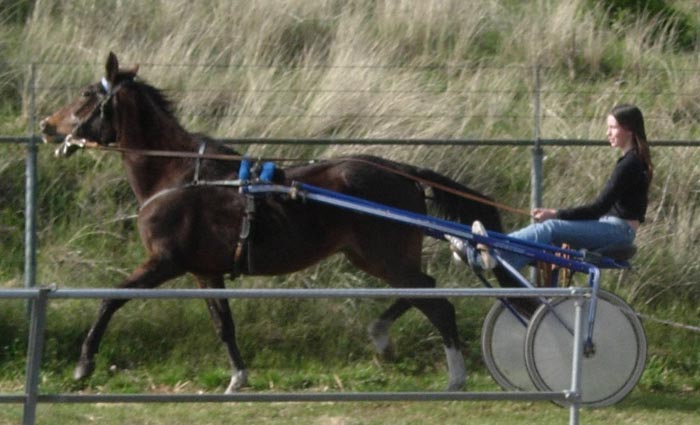 Vitesse Fortuna 30 sulky.jpg