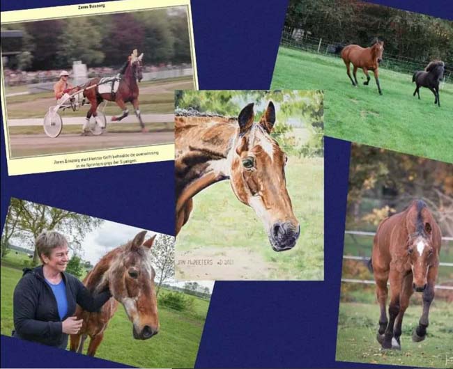 Zeres Boszorg collage.jpg