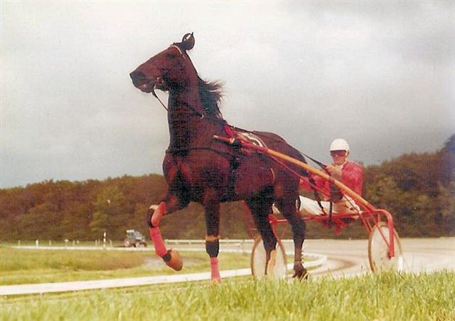 Tiger Hanover 01.jpg