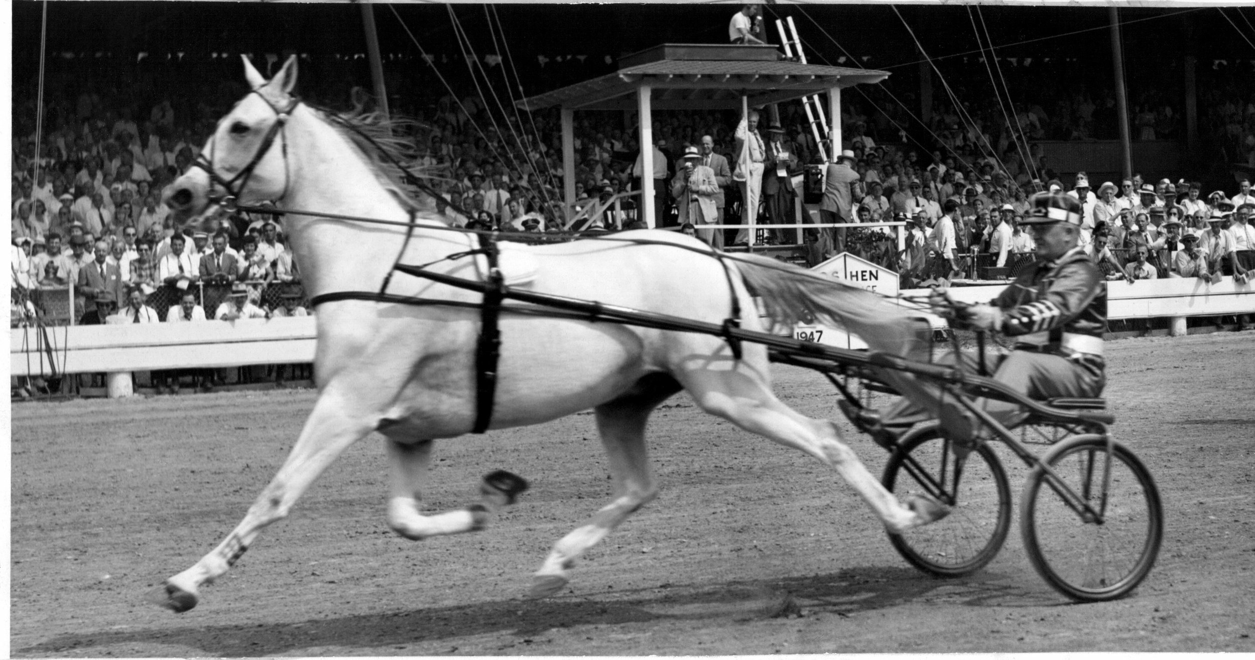 35GREYHOUND2 (1).jpg