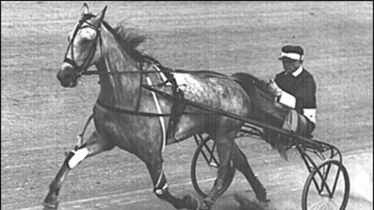greyhound-370.jpg