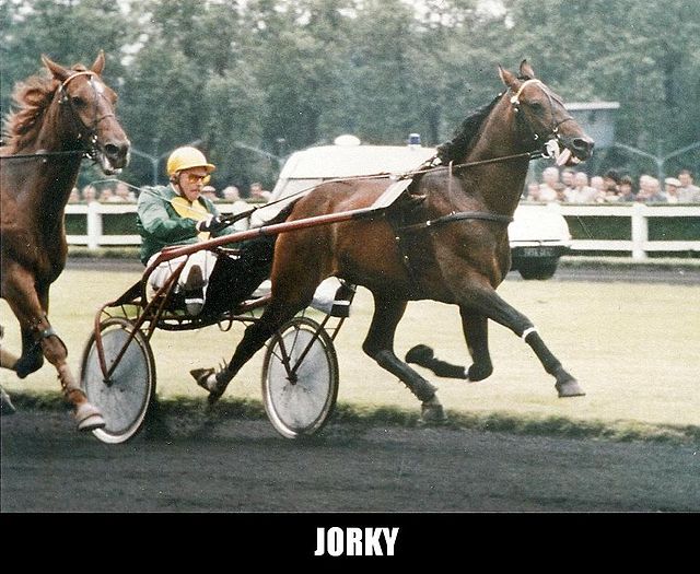 Jorky (1).jpg