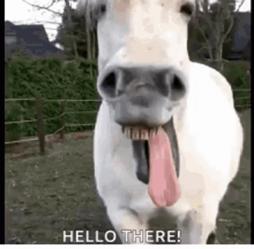 FunnyFaceHorsesGIF (2).gif