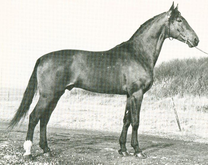 Jaspis du Bois dekh (1).jpg