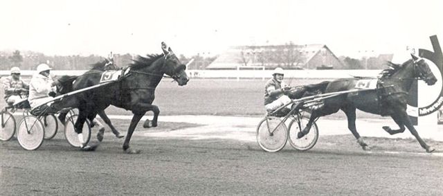 Perfect Wilkes GP Stayers 81.jpg