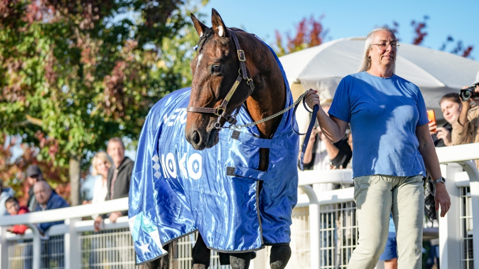 timoko-241023-67193e616b642845832973.jpg