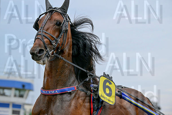 Björn Palema head.t66bf00e7.m600.w.4salnwmark2.png.xWJwe3q6K.jpg