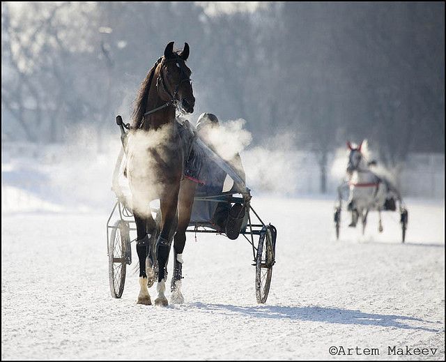 horsesnowtrotting.jpg