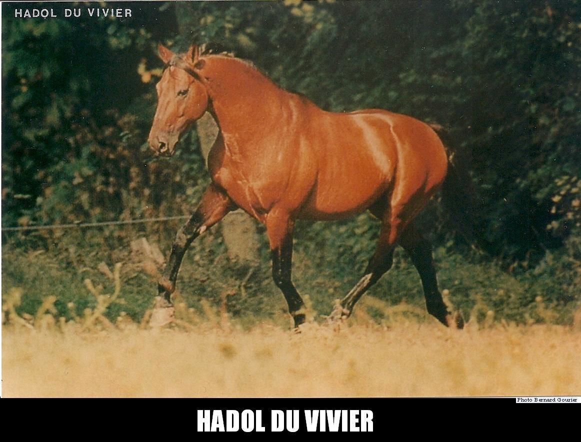 ob_d26d95_hadol-du-vivier-sp-ac.jpg