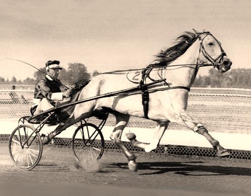 Greyhound_(Standardbred).jpg