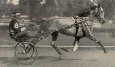 greyhoundpalinpostcard-copy.jpg