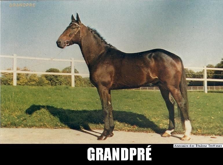 ob_fccc59_grandpre-stallion.jpg