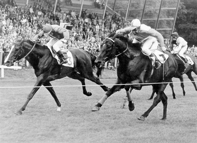 Darius Honey Gold Cup 74.jpg