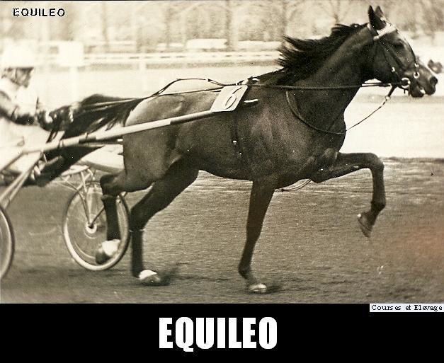 Equileo-rp.jpg