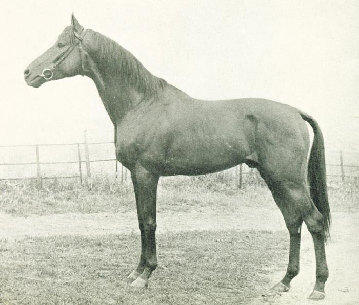 Young Phalaris.jpg