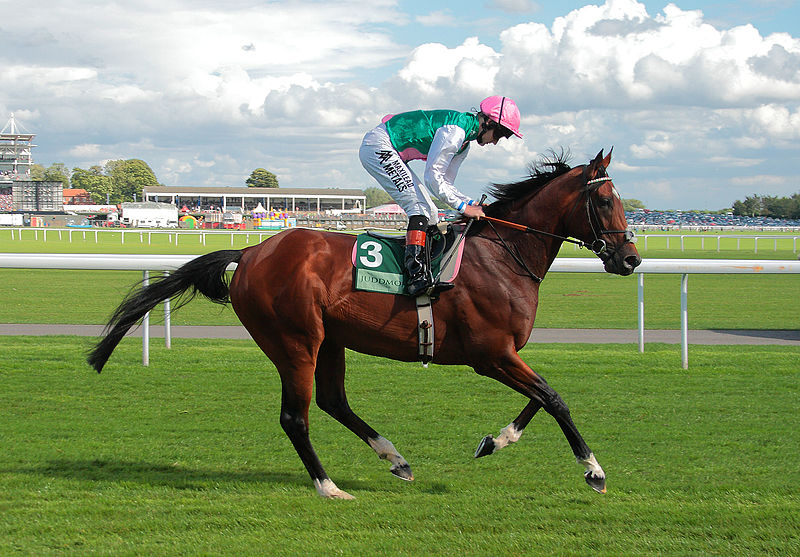 Frankel_at_York,_2013.jpg