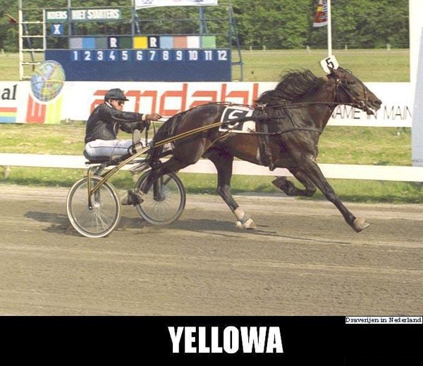 Yellowa--1-.jpg
