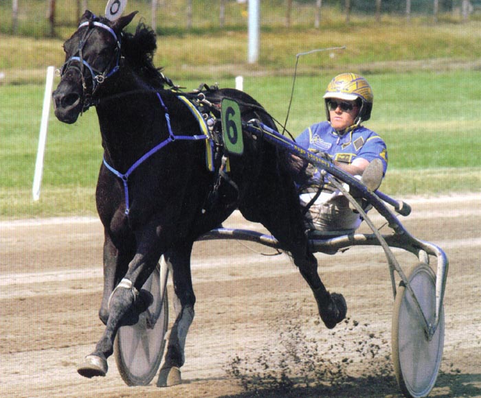 Venividivici Joe GPdLL 2010 a.jpg