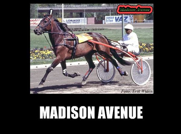 Madison-Avenue--1- (1).jpg