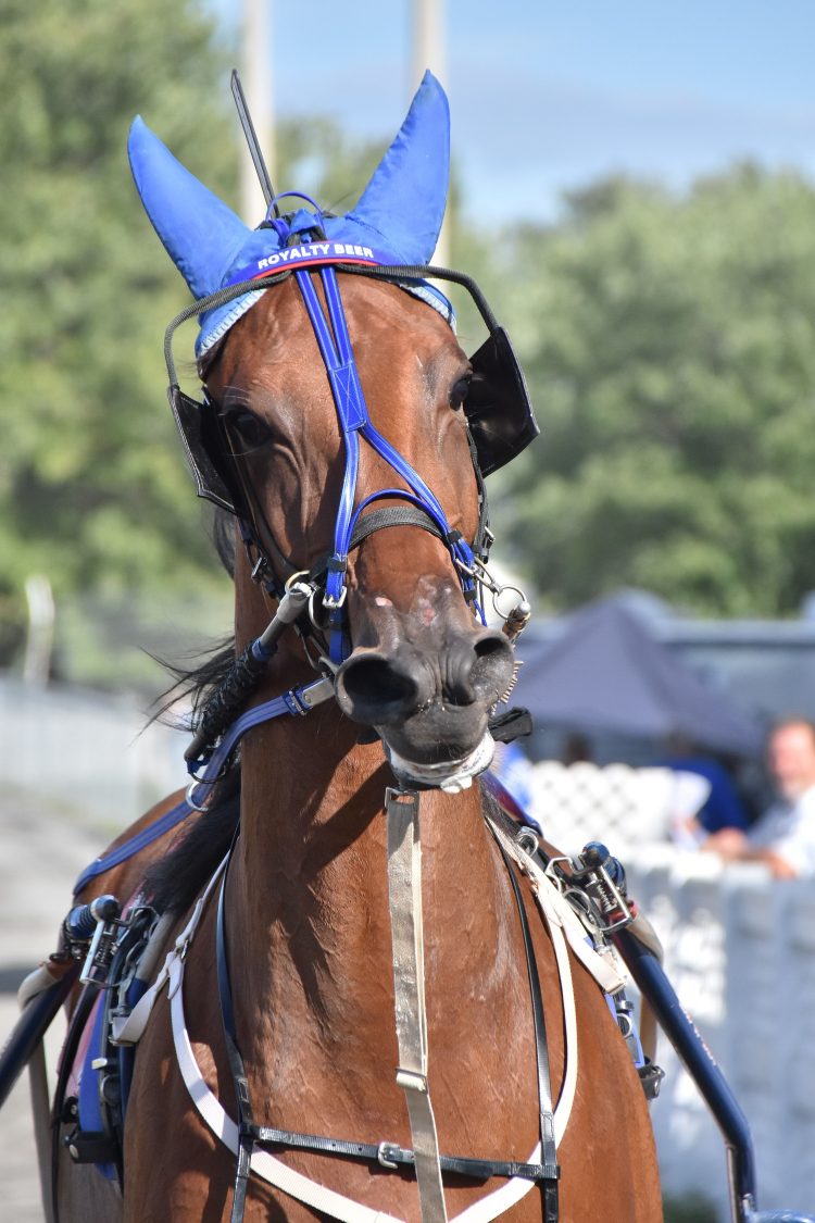 8-27-21-Royalty-Beer-coming-back-to-the-winners-circle-thephotodesk.ca-photo-1-750x1125.jpg