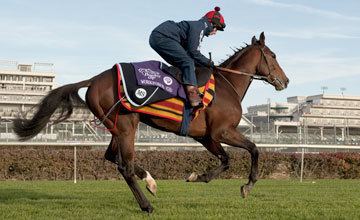 brigadier-gerard-horse-ae9d982c-a3ac-41fd-99d8-fcc6f33f4f2-resize-750.jpeg