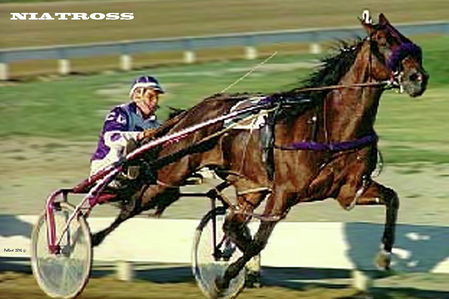niatross-an-incomparable-legend-thomas-pollart.jpg