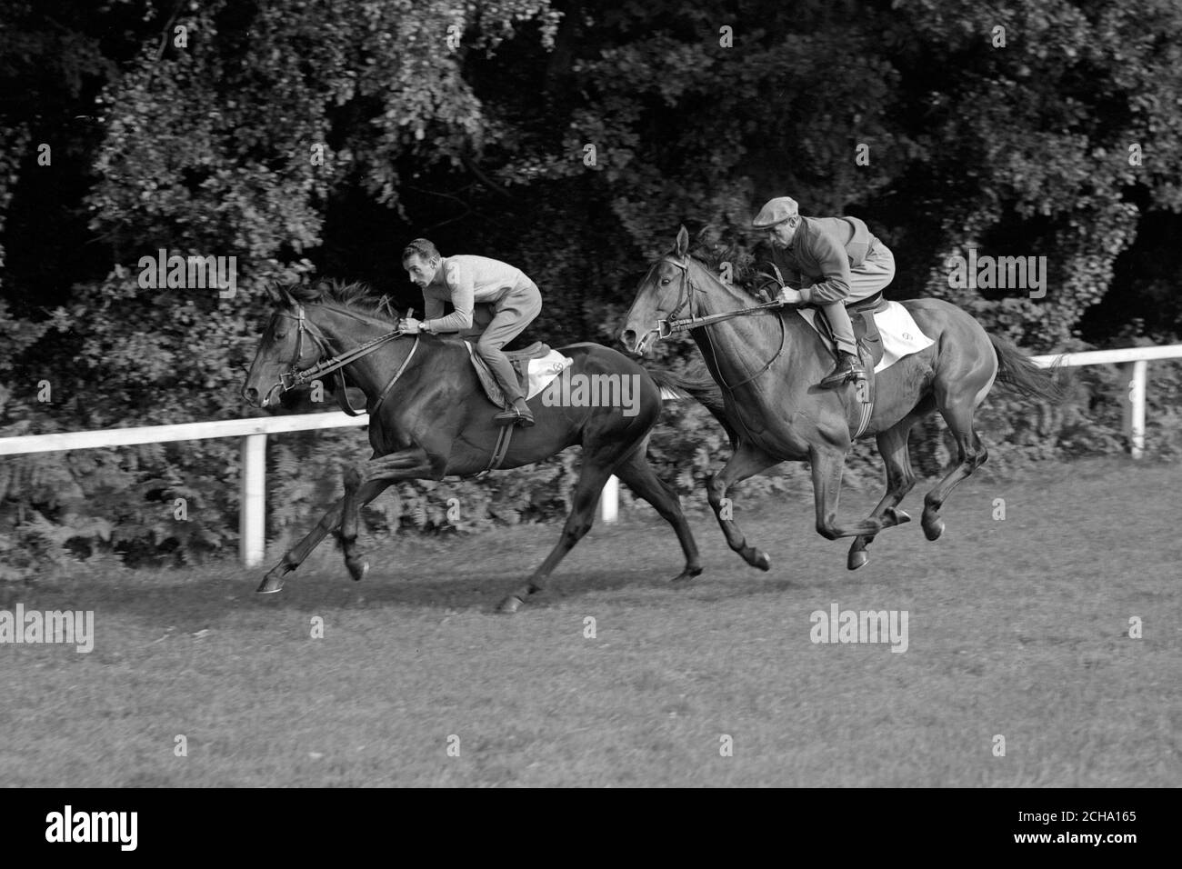 the-unbeaten-italian-racehorse-ribot-with-jockey-enrico-camici-up-is-led-by-his-stable-companion-magistris-during-exercise-training-at-ascot-2CHA165.jpg