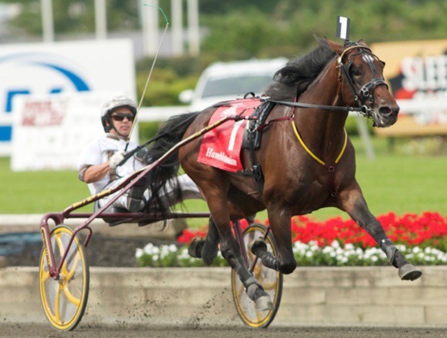 Muscle Hill Hambo 2.jpg