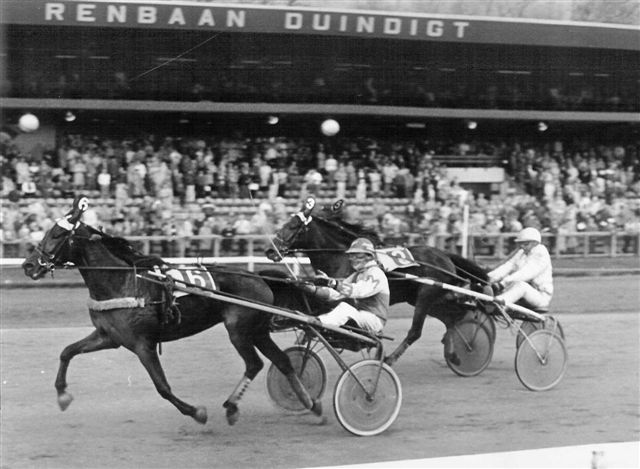 White Honey 3j Stayers.jpg