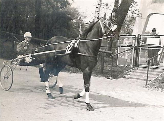Darling Hollandia 01.jpg