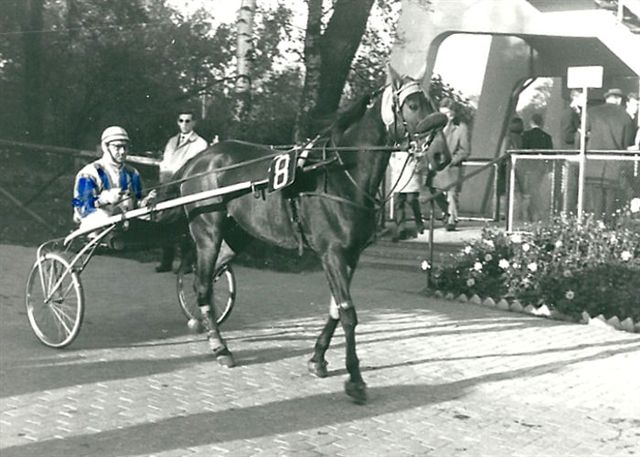 Darling Hollandia.jpg