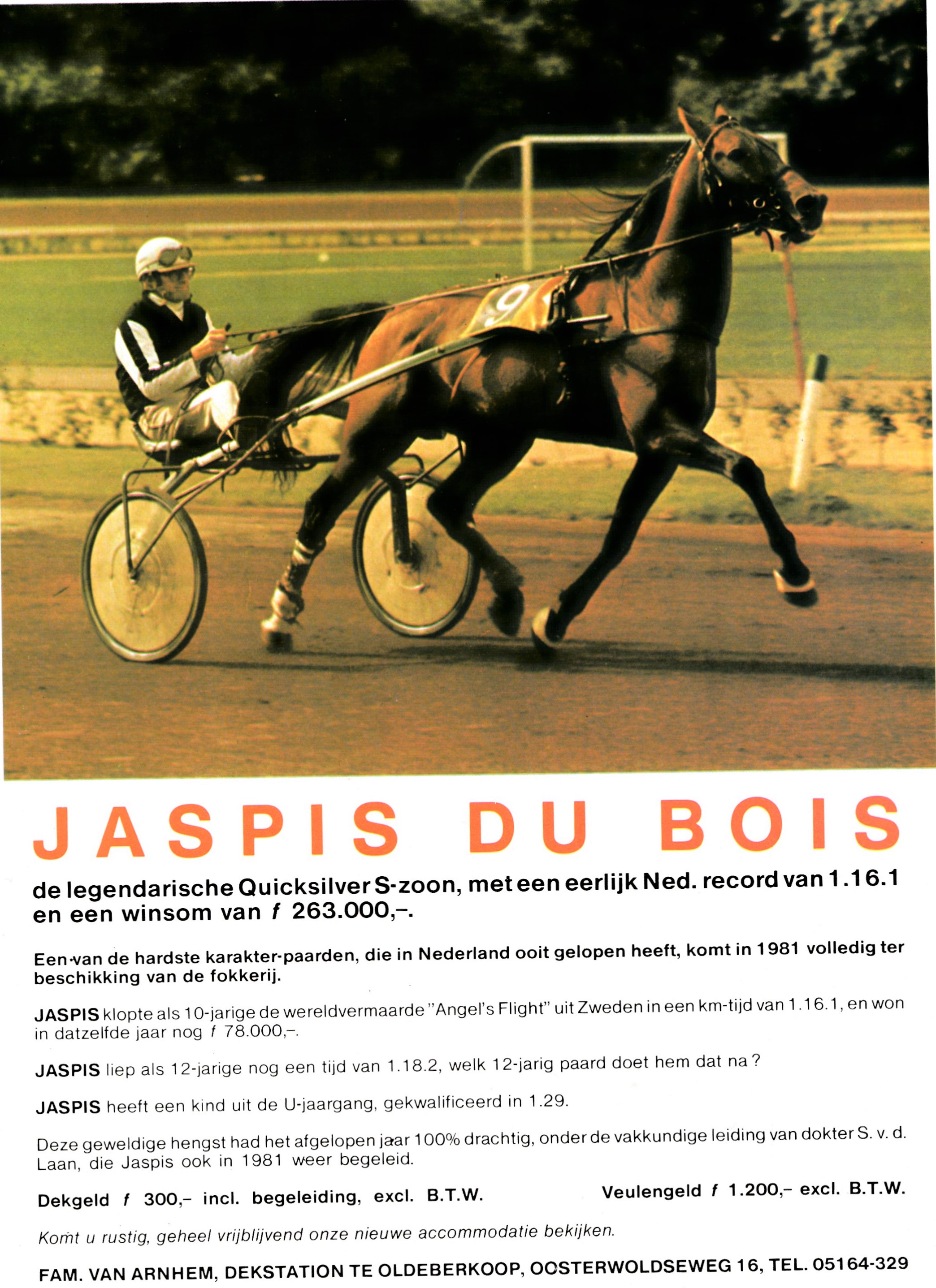 Jaspis du Bois.jpg