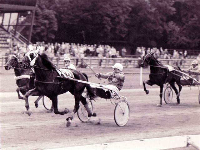 Whippet Postille PdB 82.jpg