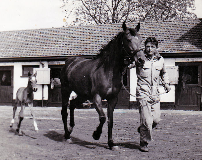 Anton als veulen.jpg
