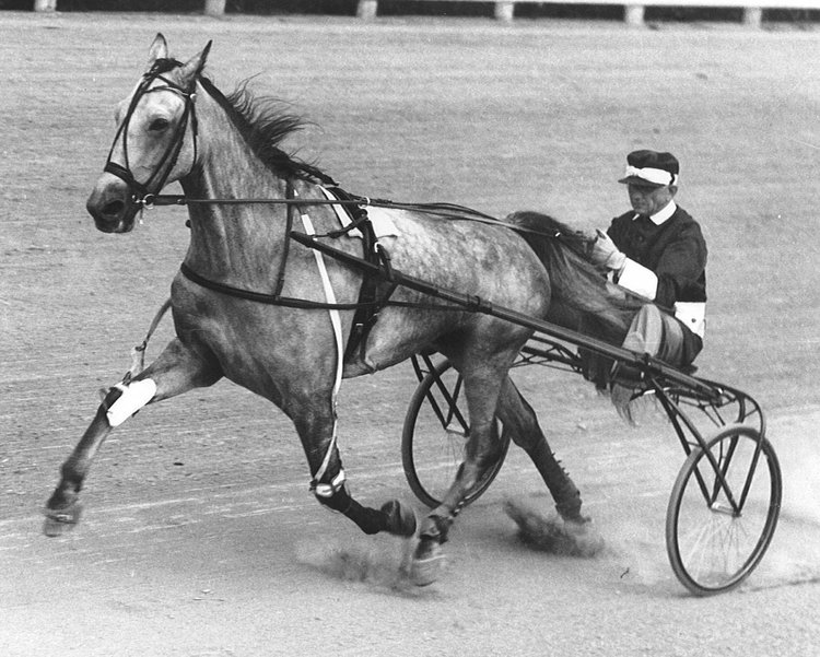 35GREYHOUND15.jpg