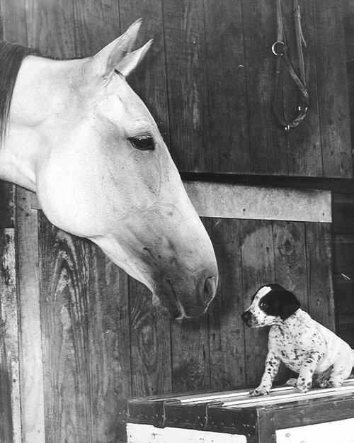 35GREYHOUNDPUPPY.jpg
