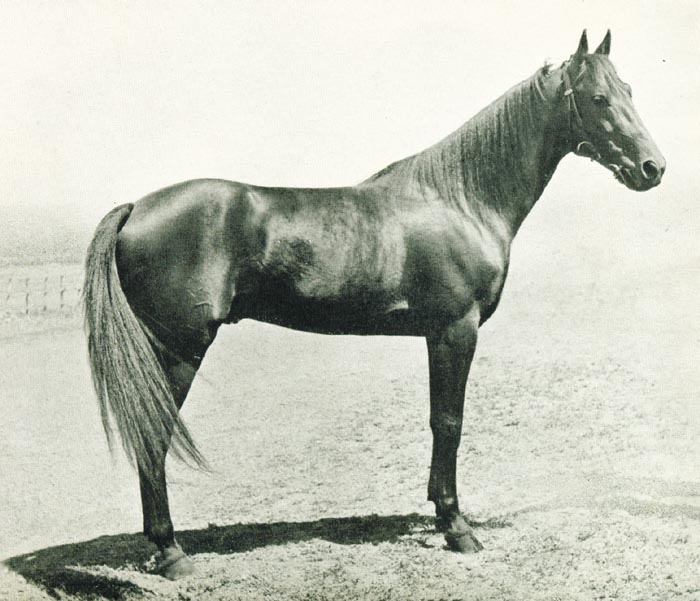 Illustre Hanover.jpg