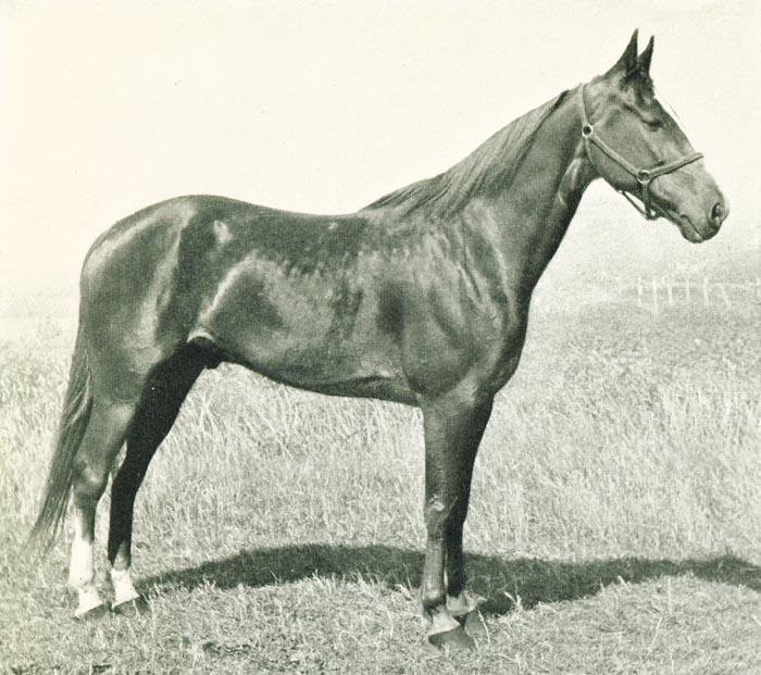 Dutch Hanover.jpg