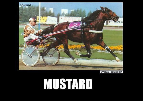 Mustard--1-.jpg