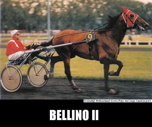 Bellino-II-00 (2).jpg