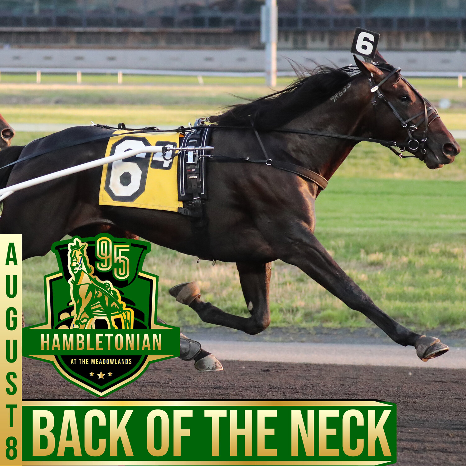 hambo+20+back+of+the+neck (1).jpg