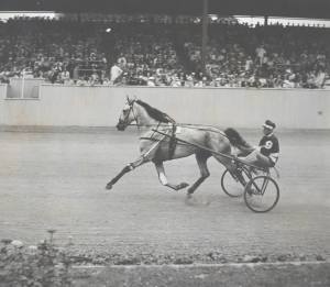 greyhound-at-goshen-ny__10152048662712965_356345689_o.jpg