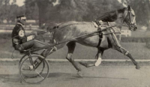 greyhoundpalinpostcard-copy.jpg